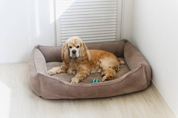 istock American Cocker Spaniel lying in his dog bed. 2172116777