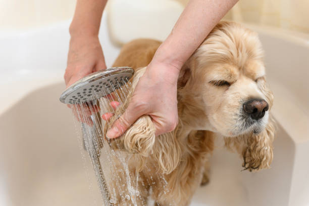 istock A groomer bathes an American Cocker Spaniel in a bathtub. 2172116782