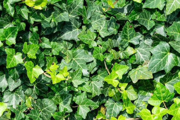 istock green ivy leaves. background or texture 2172116849