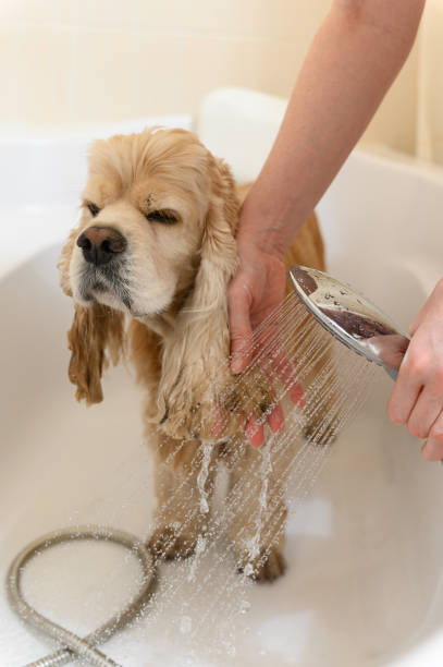 istock A groomer bathes an American Cocker Spaniel in a bathtub. 2172116858
