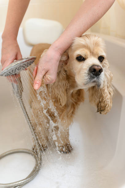 istock A groomer bathes an American Cocker Spaniel in a bathtub. 2172116859