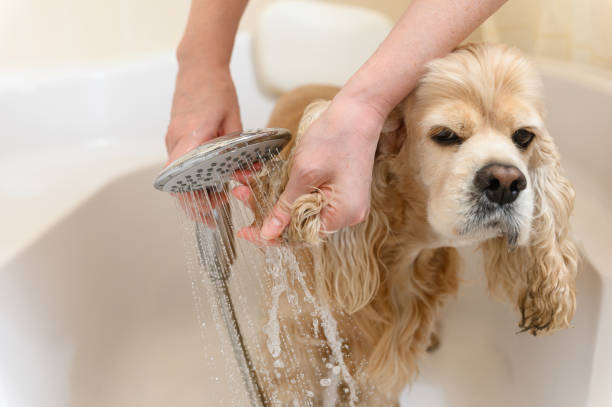 istock A groomer bathes an American Cocker Spaniel in a bathtub. 2172116878