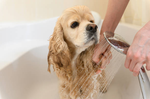 istock A groomer bathes an American Cocker Spaniel in a bathtub. 2172116969