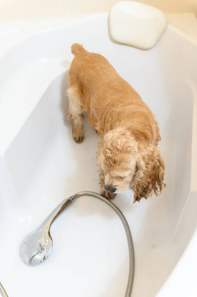 istock A wet spaniel in the bathtub after a bath. 2172117078