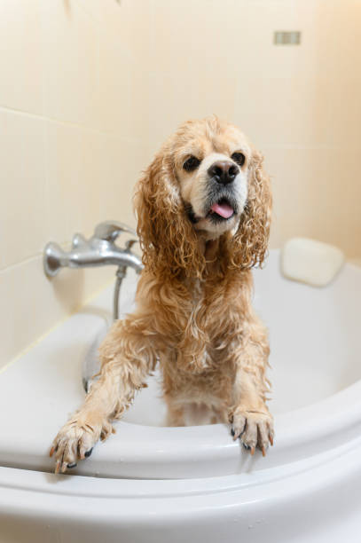 istock A wet spaniel stands on its hind legs in the bathtub. 2172117106