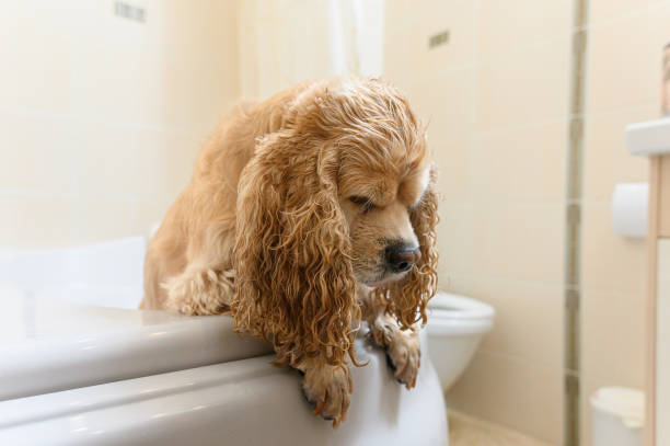istock A wet spaniel stands on its hind legs in the bathtub. 2172117124