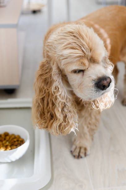 istock American Cocker Spaniel eating dry food indoors. 2172117132