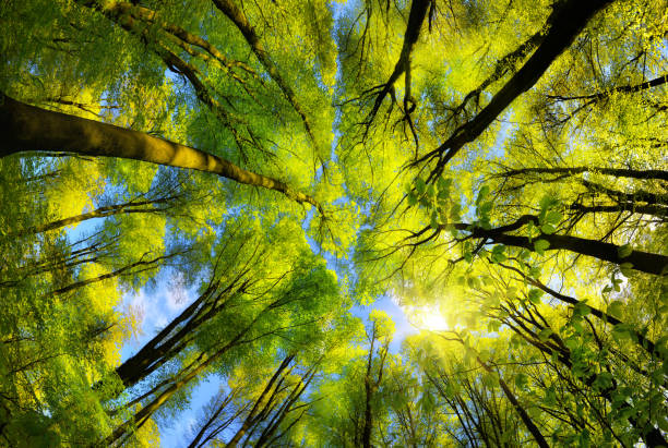 istock Majestic forest canopy with sunshine 2172117146