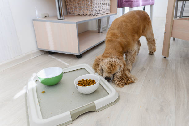 istock American Cocker Spaniel eating dry food indoors. 2172117148