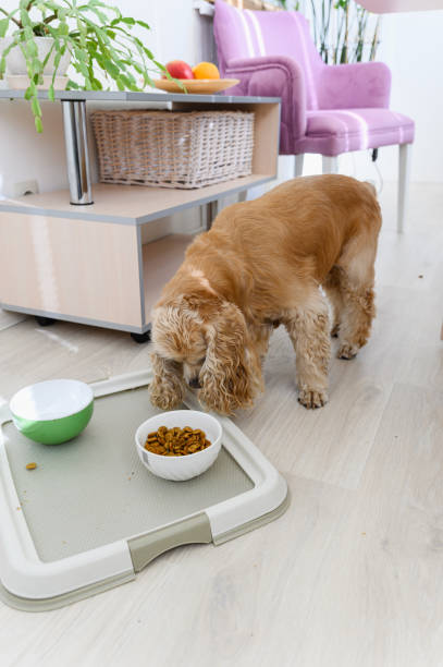 istock American Cocker Spaniel eating dry food indoors. 2172117154
