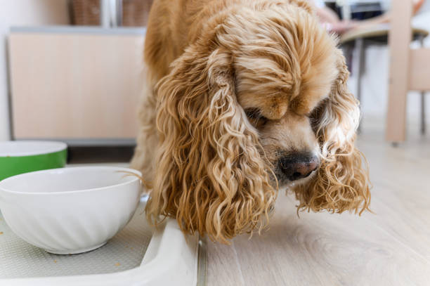 istock A Cocker Spaniel playfully engaging with its food bowl in a warm, bright home. 2172117168
