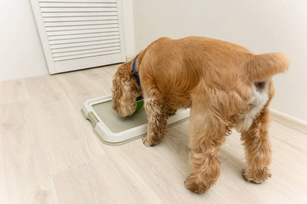 istock American Cocker Spaniel eating dry food indoors. 2172117173