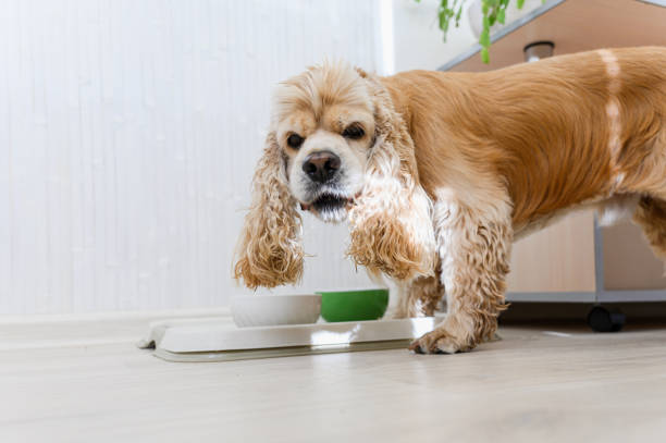 istock A Cocker Spaniel playfully engaging with its food bowl in a warm, bright home. 2172117180
