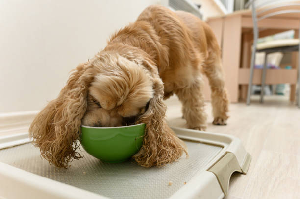 istock American Cocker Spaniel eating dry food indoors. 2172117189