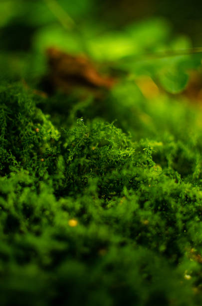 istock Close up background of bright green moss in forest 2172119501