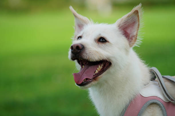White puppy enjoying a walk on green grass