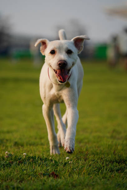 istock White dog running in the grass at the park 2172121003