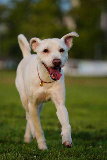 istock White puppy enjoying a walk on green grass 2172121040