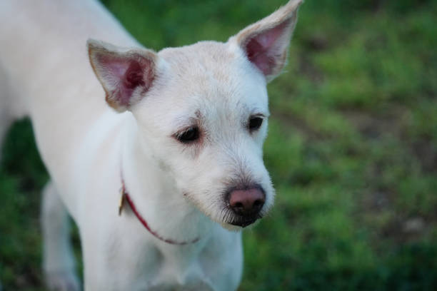 istock White puppy enjoying a walk on green grass 2172121697