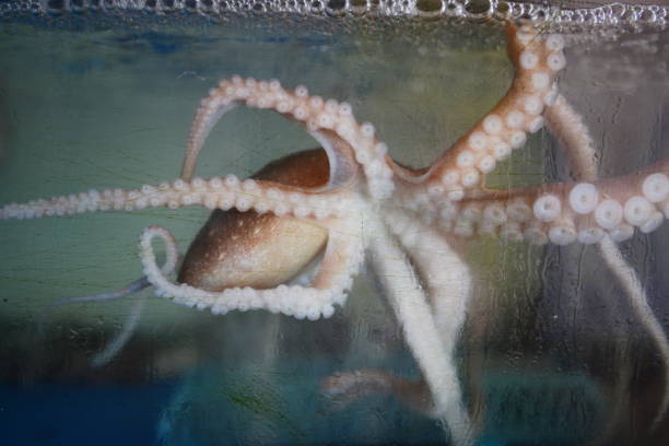 Sea animal icon. 3D rendering