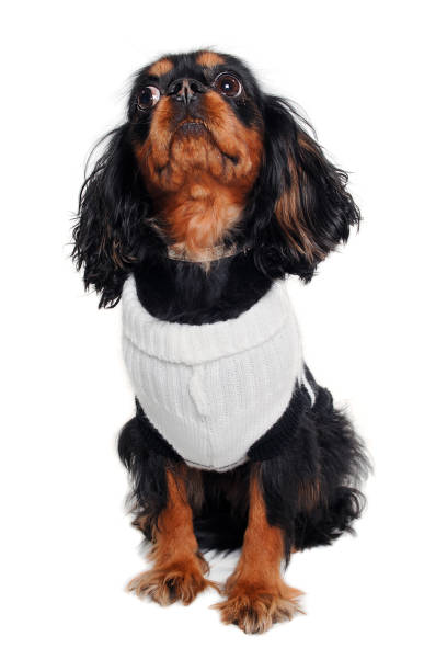 istock Sad Cavalier King Charles Spaniel dog 2172123051