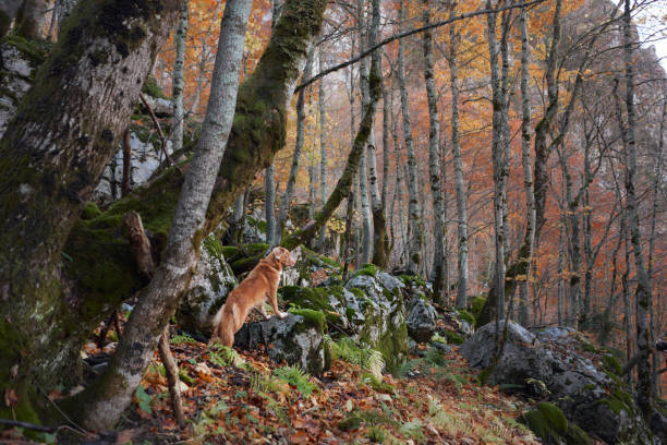 A Nova Scotia Duck Tolling Retriever walks carefully on a steep forest trail surrounded by autumn leaves. The path is rugged and requires careful navigation.
