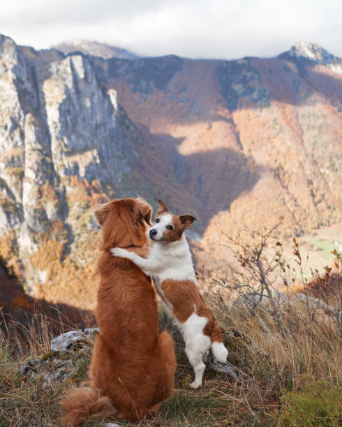 istock Two dogs sitting on a mountain ledge in autumn 2172123884