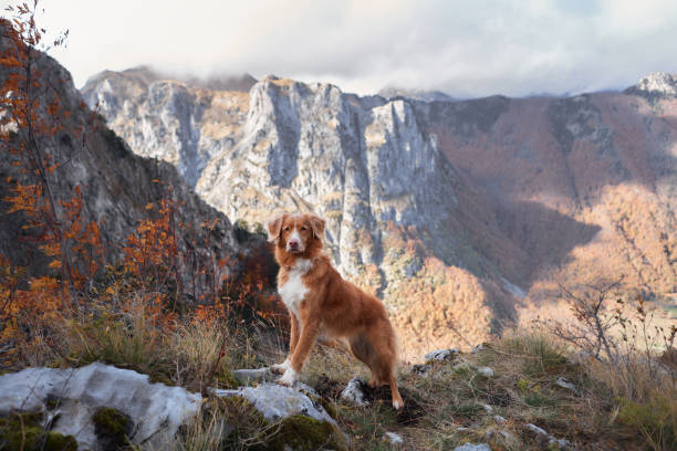 istock Nova Scotia Duck Tolling Retriever standing on a mountain ridge 2172123887