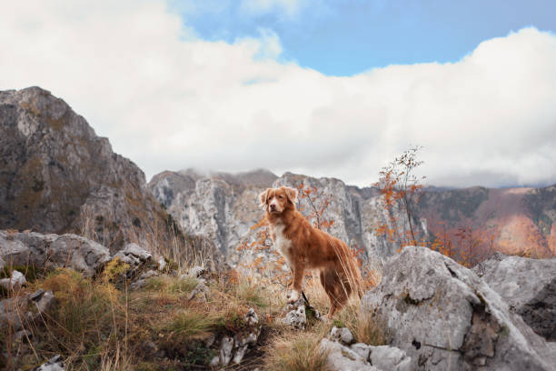 istock Nova Scotia Duck Tolling Retriever hiking on a mountain trail 2172123898