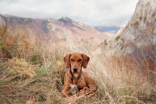 dog lies in a grassy meadow with mountains in the distance. The pets rests peacefully amidst the autumn landscape.