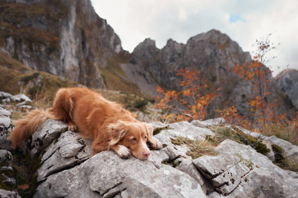 istock Nova Scotia Duck Tolling Retriever resting on a rocky mountain ledge 2172123915