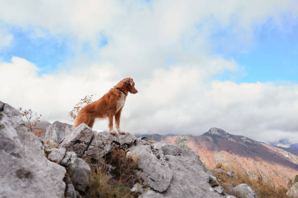 istock Nova Scotia Duck Tolling Retriever standing on a mountain peak 2172123919