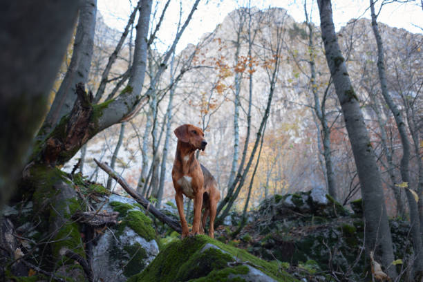 A Nova Scotia Duck Tolling Retriever stands confidently on a rock in a forest, surrounded by autumn trees. The quiet atmosphere and colorful leaves add to the serenity of the scene.