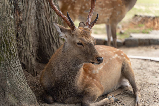 istock male deer in Nara 2172125935
