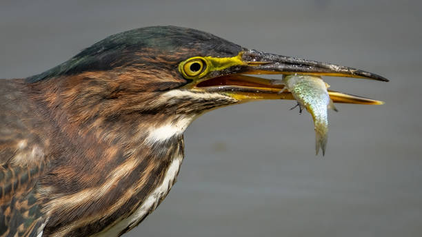 istock Green Heron bird looking for a meal 2172126811