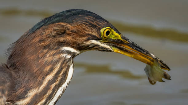 istock Green Heron bird looking for a meal 2172126816