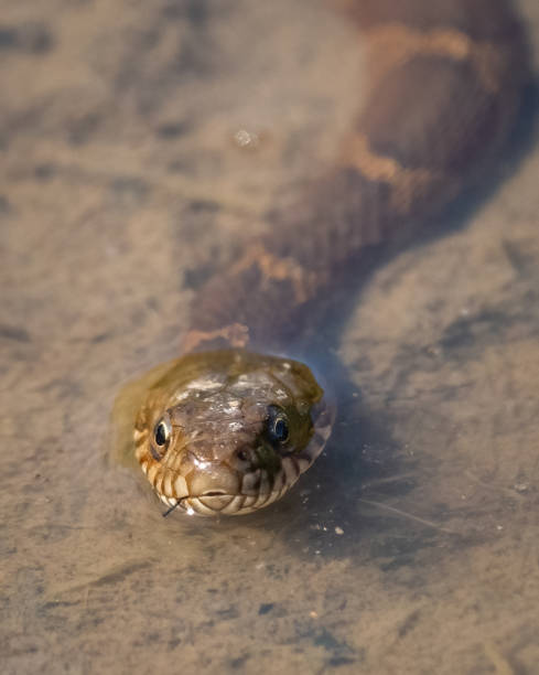 Brown watersnake swimming on the water