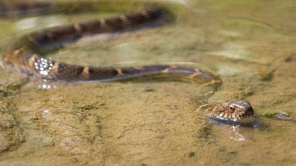 istock Brown watersnake swimming on the water 2172126842