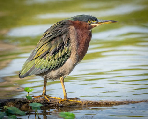 istock Green Heron bird looking for a meal 2172126963