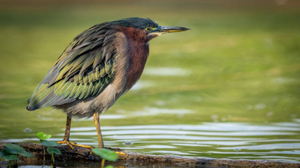 istock Green Heron bird looking for a meal 2172126973