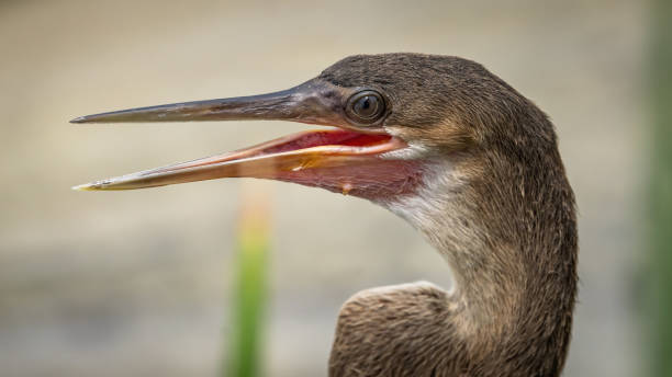 istock Cormorant bird on the lake 2172126980