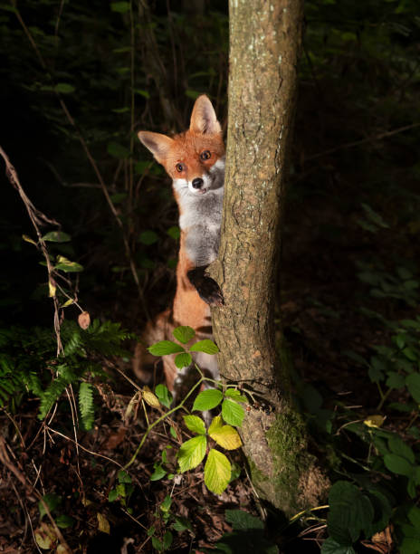 istock Red fox standing on its hind legs with its front paws against a tree trunk in a forest 2172127025