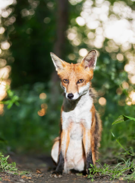 istock Portrait of a cute red fox cub in a forest 2172127078