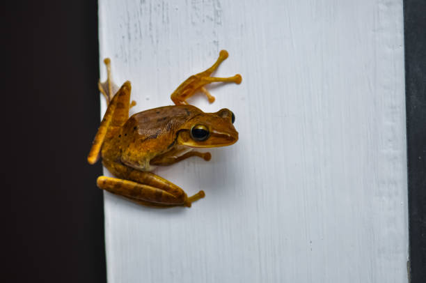istock Frog Crawled Into House. Phuket, Thailand 2172131078