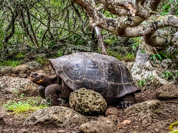 istock Giant tortoises on the Galapagos Islands 2172131864