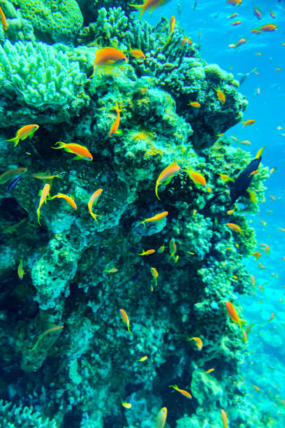 istock Coral Reef at the Red Sea,Egypt. coral yellow fish 2172133630