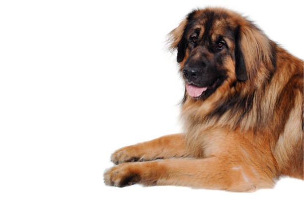 istock Leonberger dog is resting on a clean white background 2172134288