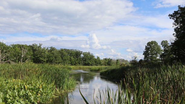 Wheeler's walk trail at Selkirk Provincial Park, bridge over the marsh.