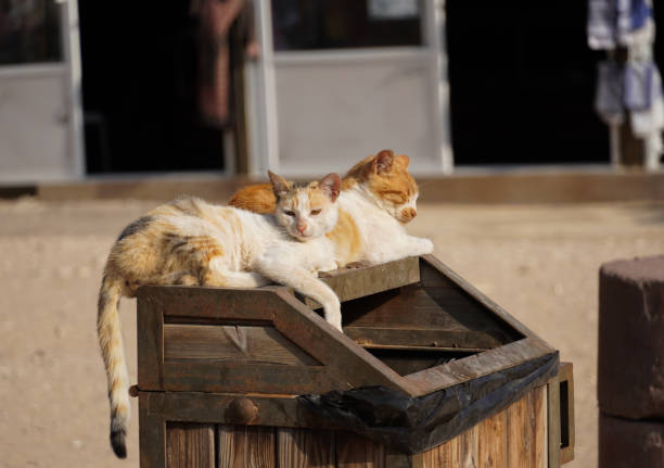 At the entry of Little Petra I saw these two lazy cats chilling on a trash bin. Little Petra is a mini version of the original ancient city Petra in Jordan. It is a few miles from Wadi Musa and you can arrive there by a shuttle bus, which is free if you show your entrance ticket of Petra. From Little Petra you also can start with the backdoor trail that will bring you to the monastery of the ancient city.