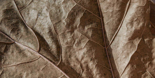 istock The texture of a dry maple leaf in contrasting light with streaks 2172136695